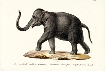 Elefante indio, 1824